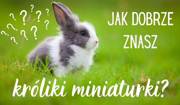 Jak dobrze znasz króliki miniaturki?