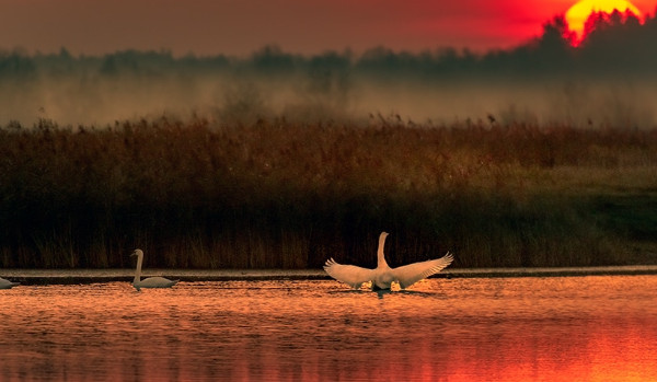 co wiesz o helence??