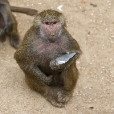 HermiOla