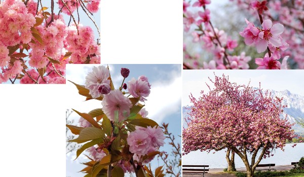 DRZEWA I KRZEWY (ŁACINA)