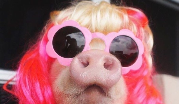 Jesteś żabą czy ropuchą?