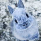 Schnauzer_Bunny