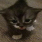 masywnykutasiorelsecondo