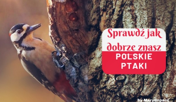Sprawdź jak dobrze znasz polskie ptaki.