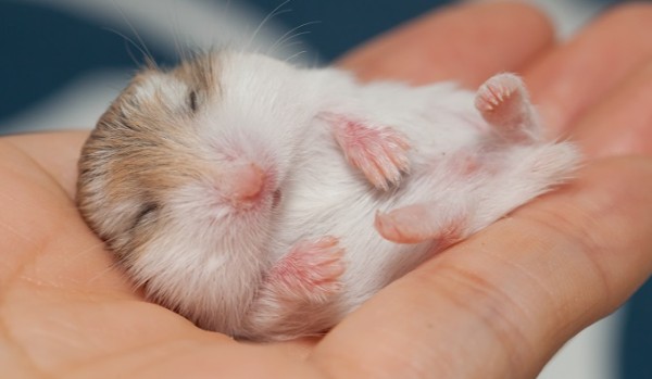 Hamster Cute World- (Zapisy cz.1)