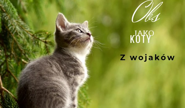 Obs jako koty z wojaków Mistlar