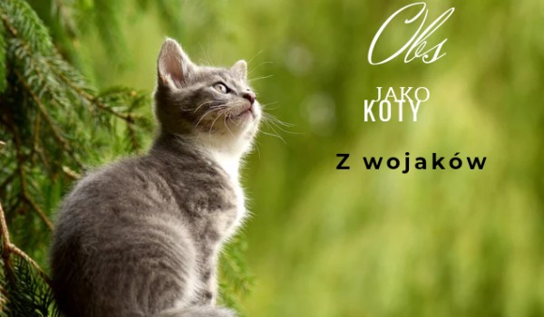 Obs jako koty z wojaków Wojak._.