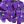 Purple_Flower_6