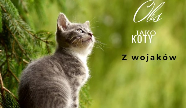 Obs jako koty z wojaków Marker.