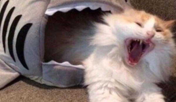 Ile Masz Iq? Część 8