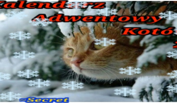 Kalendarz adwentowy kotów 22 – 1 grudnia