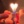 sunflower_0xox