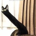 L1ly