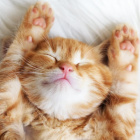 pusia_the_cat