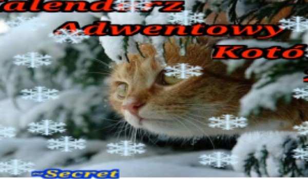 Kalendarz adwentowy kotów 22 – 9 grudnia