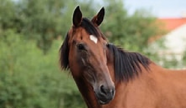 Rysunek dla @Dyskusja