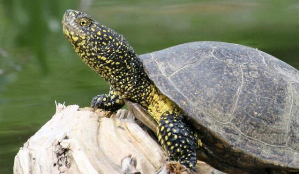 Gady – edukacja leśna