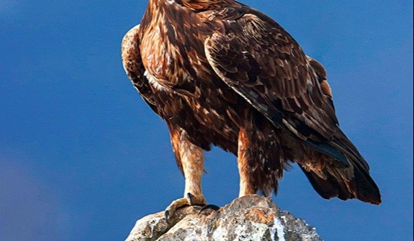 Ptaki drapieżne – edukacja leśna