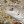 Lygodactylus