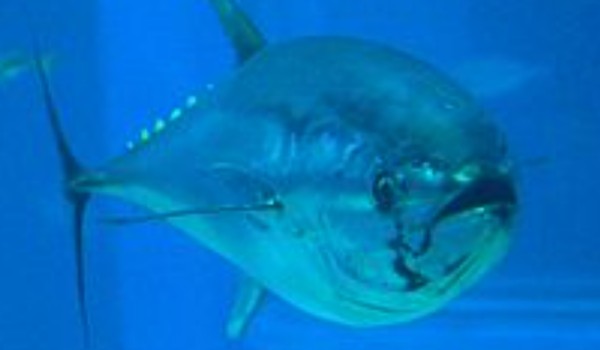 Ile Masz Iq? Część 9