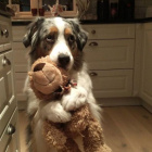 I.Love.Dog.