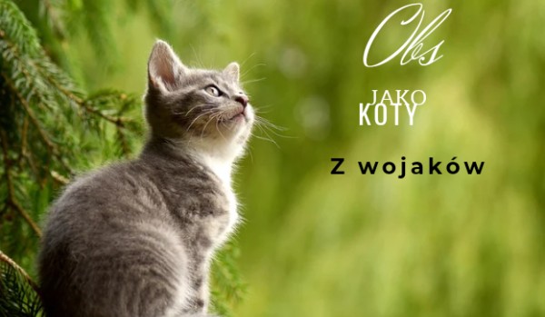 Obs jako koty z wojaków eaff