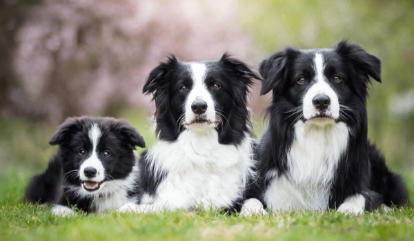 Czy rozpoznasz rasy psów jak były jeszcze szczeniakami?