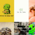 turtle