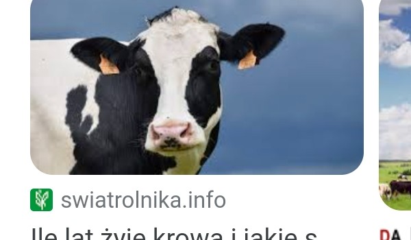 Ile krowa ma żołądków?