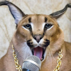 cute_...cat