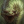 asmodeusz_