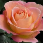 Sami_Rose