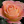 Sami_Rose