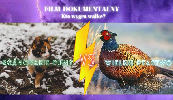 Film dokumentalny: Różnorakie pumy VS wielkie ptactwo. KTO WYGRA WALKĘ?