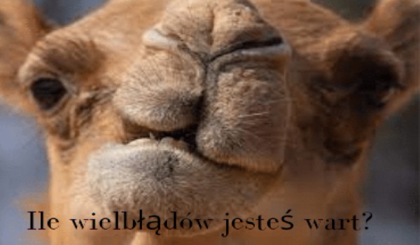 Ile wielbłądów jesteś wart?