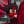 alastor2137