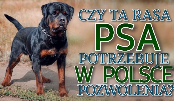 Test: Czy ta rasa psa potrzebuje w Polsce pozwolenia?
