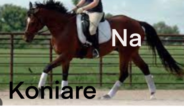 Test na prawdziwą koniarę/koniarza