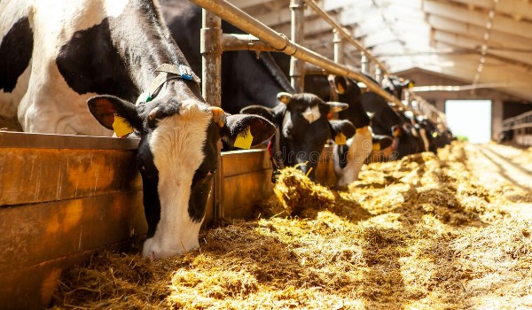 BYDŁO – skróty ras