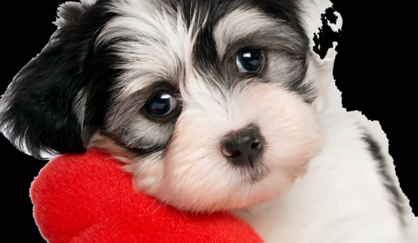 jakim piwem jesteś?