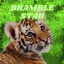 BrambleStar