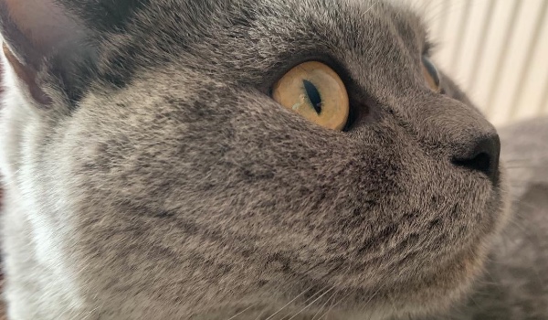 O Cezarku moim kotku