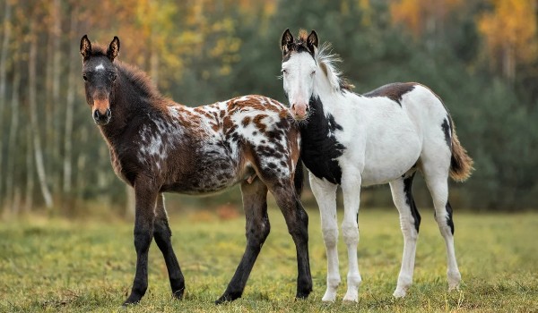 Czy rozpoznasz rasy koni i kuców po zdjęciach źrebiąt?