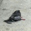 pigeon1st