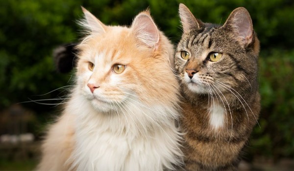 KOTY – rozpoznawanie ras