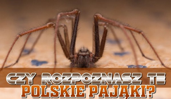 Czy rozpoznasz te polskie pająki?