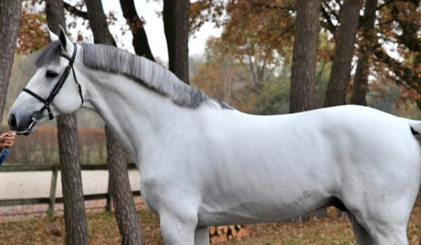 Sułtanka Shayla-Wspaniałe stulecie cz.2