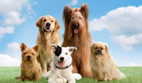 Dopasujesz zdjęcia ras psów do ich nazw w języku angielskim?