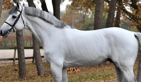 Sułtanka Shayla wspaniałe stulecie cz.6