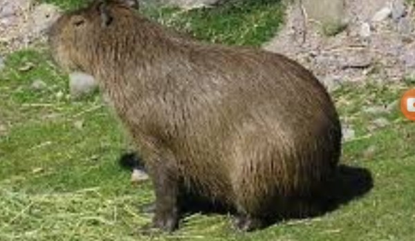 Jaką kapibarą jesteś